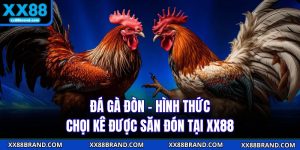 Đá Gà Đòn - Hình Thức Chọi Kê Được Săn Đón Tại XX88