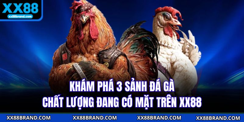 Khám phá 3 sảnh đá gà chất lượng đang có mặt trên XX88