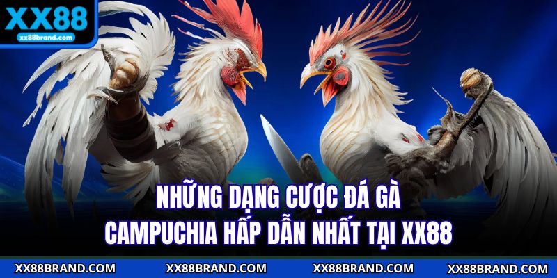 Những dạng cược đá gà Campuchia hấp dẫn nhất tại XX88