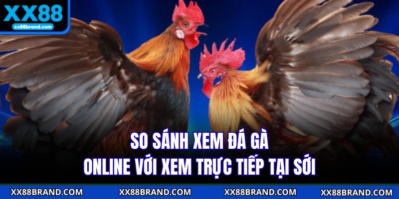 So sánh xem đá gà online với xem trực tiếp tại sới