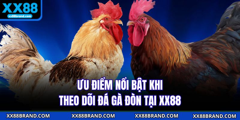 Ưu điểm nổi bật khi theo dõi đá gà đòn tại XX88