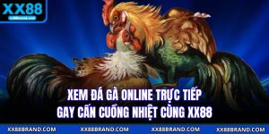 Xem Đá Gà Online Trực Tiếp Gay Cấn Cuồng Nhiệt Cùng XX88